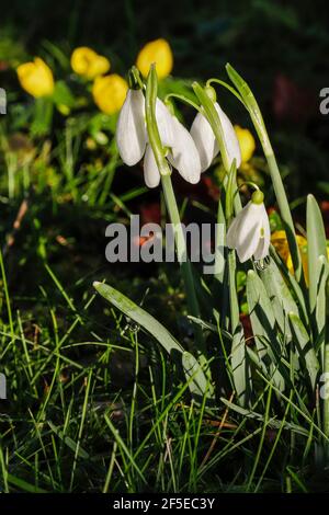 Die berühmten Schneeglöckchen und Akoniten in der St. Botolphs Church, Swyncombe, beliebt bei Besuchern im Februar; Swyncombe, Ewelme, Oxon, Großbritannien Stockfoto