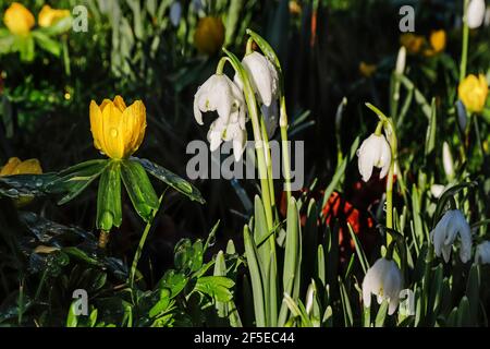 Die berühmten Schneeglöckchen und Akoniten in der St. Botolphs Church, Swyncombe, beliebt bei Besuchern im Februar; Swyncombe, Ewelme, Oxon, Großbritannien Stockfoto