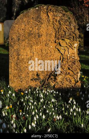 Die berühmten Schneeglöckchen und Akoniten von einem Grabstein in der St. Botolphs Church, die im Februar viel besucht wurde; Swyncombe, Ewelme, Oxon, VEREINIGTES KÖNIGREICH Stockfoto