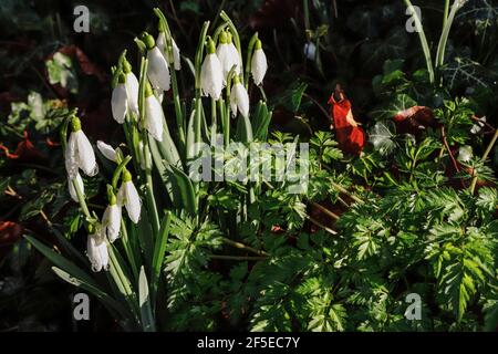 Einige der berühmten Schneeglöckchen in der St. Botolph’s Church, Swyncombe - beliebt bei Besuchern im Februar; Swyncombe, Ewelme, Oxon, Großbritannien Stockfoto