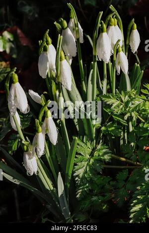 Einige der berühmten Schneeglöckchen in der St. Botolph’s Church, Swyncombe - beliebt bei Besuchern im Februar; Swyncombe, Ewelme, Oxon, Großbritannien Stockfoto