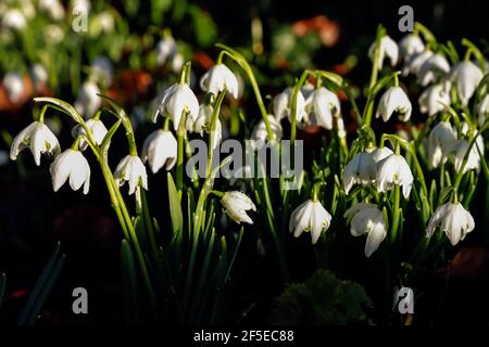 Einige der berühmten Schneeglöckchen in der St. Botolph’s Church, Swyncombe - beliebt bei Besuchern im Februar; Swyncombe, Ewelme, Oxon, Großbritannien Stockfoto