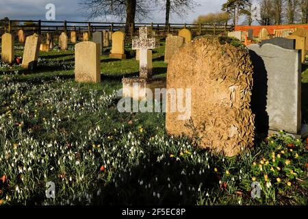 Die berühmten Schneeglöckchen und Akoniten von Grabsteinen in der St. Botolphs Church, die im Februar viel besucht wurde; Swyncombe, Ewelme, Oxon, VEREINIGTES KÖNIGREICH Stockfoto