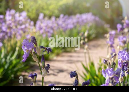 Lila Iris blühen in der Nähe im Garten. Atmosphärische Frühling floralen Hintergrund. Solarbanner mit Kopierraum. Zarte, zarte Iris zieren die Zit Stockfoto