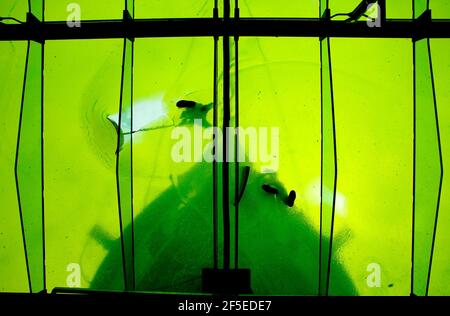 Techniker der Lebensmittelkünstler Bombas und Parr bereiten die weltweit größte Jelly-Art-Installation für das Museum at Night-Festival vor, indem sie 55.000 Liter lime Green Jelly in Bristol um Großbritannien verteilen. Das Gelee, inspiriert von der historischen Verwendung von Kalk durch Segler, wird von unten beleuchtet, so dass Brunels ikonischer Liner auf einem Meer von Gelee zu schweben scheint. 18 Mai 2012. Stockfoto