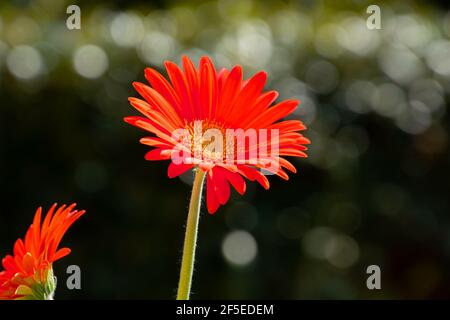 Makro-Nahaufnahme einer orangefarbenen Gänseblümchen-Blume vor Bokeh-Hintergrund Stockfoto