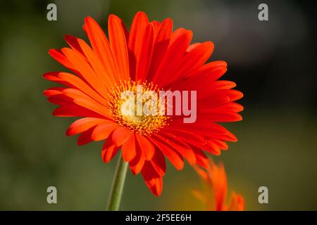 Orange Gerbera Blume auf Sonne gegen Frühling Hecken Hintergrund Stockfoto