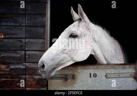 Grand National Gewinner Neptune Collonge bei Paul Nicholls Stables in Ditcheat, Somerset. 22. April 2012. Foto von Adam Gasson. Stockfoto