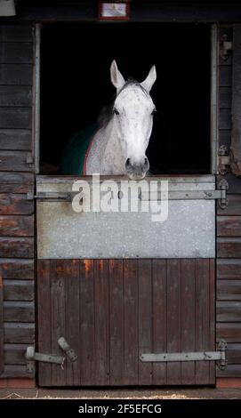 Grand National Gewinner Neptune Collonge bei Paul Nicholls Stables in Ditcheat, Somerset. 22. April 2012. Foto von Adam Gasson. Stockfoto