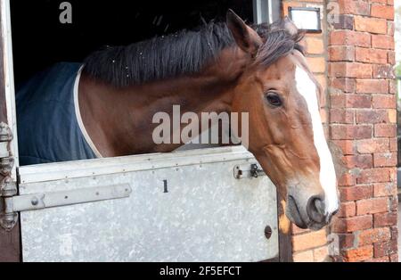 Kauto Star bei Paul Nicholls Stables in Ditcheat, Somerset. 22. April 2012. Foto von Adam Gasson. Stockfoto