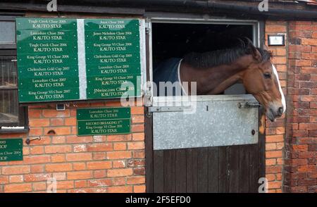 Kauto Star bei Paul Nicholls Stables in Ditcheat, Somerset. 22. April 2012. Foto von Adam Gasson. Stockfoto