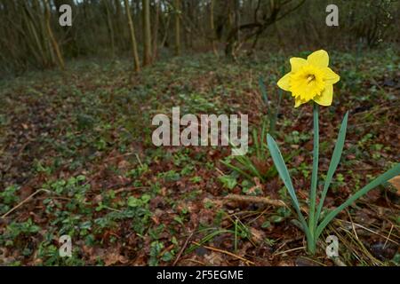 Einsame Narzissen blühen in einem Wald. Stockfoto