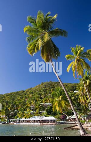 Marigot Bay, Castries, St. Lucia. Kokospalmen am Ufer, die über Labas Beach emporragen. Stockfoto