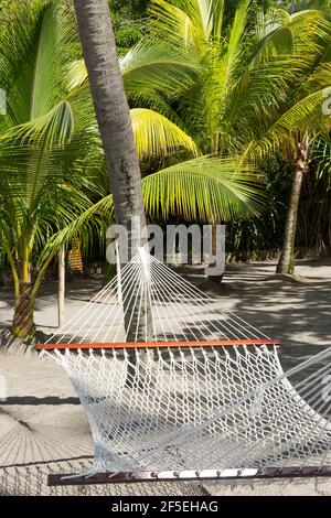 Soufriere, St. Lucia. Hängematte zwischen Kokospalmen am Sandstrand, Anse Chastanet. Stockfoto