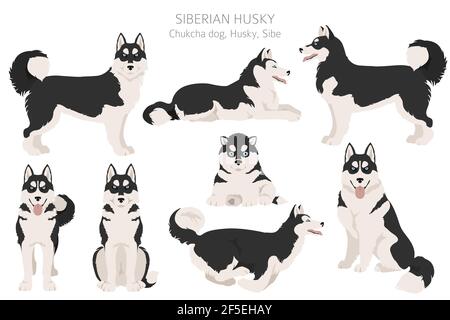 Sibirische Husky Posen, Fellfarben gesetzt. Vektorgrafik Stock Vektor