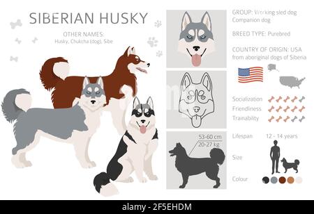 Sibirische Husky Posen, Fellfarben gesetzt. Vektorgrafik Stock Vektor