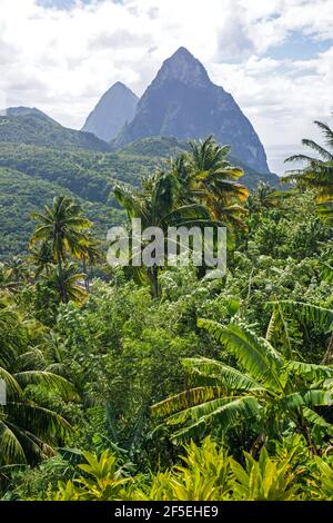 Soufriere, St. Lucia. Blick auf die Pitons über das Regenwalddach, Kokospalmen im Vordergrund. Stockfoto