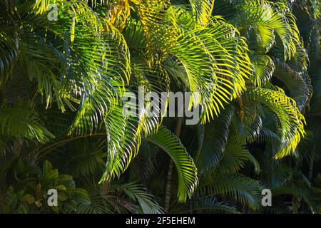 Marigot Bay, Castries, St. Lucia. Hinterleuchtete Palmenwedel bei Sonnenaufgang. Stockfoto