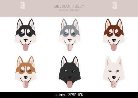 Sibirische Husky Posen, Fellfarben gesetzt. Vektorgrafik Stock Vektor