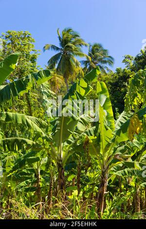 Mon Repos, Micoud, St. Lucia. Typische Bananenplantage. Stockfoto