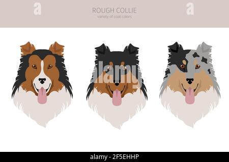 Rauer Collie Clipart. Verschiedene Posen, Fellfarben gesetzt. Vektorgrafik Stock Vektor