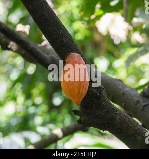 Soufriere, St. Lucia. Im Diamond Falls Botanical Gardens hängt eine reife Kakaoschote vom Baum. Stockfoto