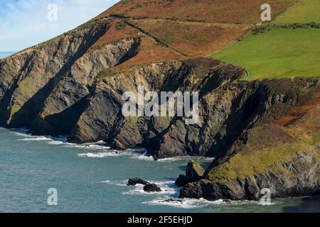 Ordovizianische Felsklippen mit Bracken und Gras auf der Lochtyn Peninsula bei Llangrannog auf dem Ceredigion Coast Path; Llangrannog, Ceredigion, Wales, UK Stockfoto