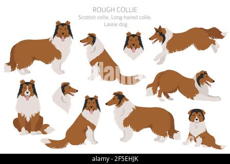 Rauer Collie Clipart. Verschiedene Posen, Fellfarben gesetzt. Vektorgrafik Stock Vektor