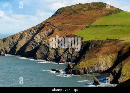 Felsklippen auf der Lochtyn Peninsula bei Llangrannog auf dem Coast Path. Rechts unten befindet sich der Felszahn des Giant Bica. Llangrannog, Ceredigion, Wales Stockfoto