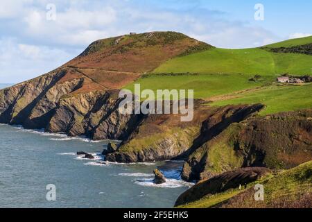 Felsklippen auf der Lochtyn Peninsula bei Llangrannog auf dem Coast Path. Rechts unten befindet sich der Felszahn des Giant Bica. Llangrannog, Ceredigion, Wales Stockfoto