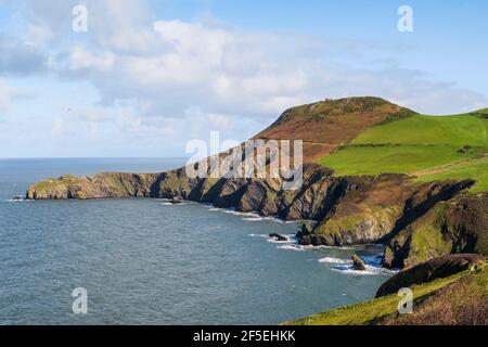 Ordovizianische Felsklippen mit Bracken und Gras auf der Lochtyn Peninsula bei Llangrannog auf dem Ceredigion Coast Path; Llangrannog, Ceredigion, Wales, UK Stockfoto