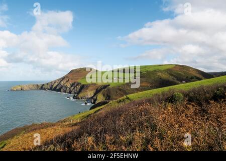 Ordovizianische Felsklippen mit Bracken und Gras auf der Lochtyn Peninsula bei Llangrannog auf dem Ceredigion Coast Path; Llangrannog, Ceredigion, Wales, UK Stockfoto