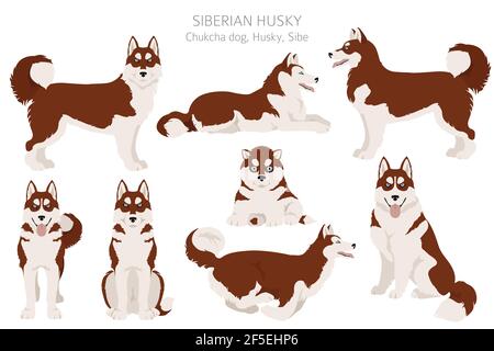 Sibirische Husky Posen, Fellfarben gesetzt. Vektorgrafik Stock Vektor