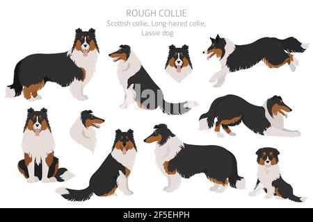 Rauer Collie Clipart. Verschiedene Posen, Fellfarben gesetzt. Vektorgrafik Stock Vektor