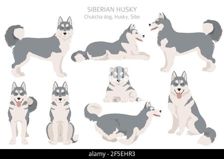 Sibirische Husky Posen, Fellfarben gesetzt. Vektorgrafik Stock Vektor