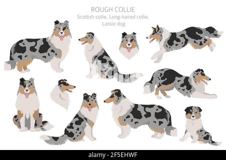 Rauer Collie Clipart. Verschiedene Posen, Fellfarben gesetzt. Vektorgrafik Stock Vektor