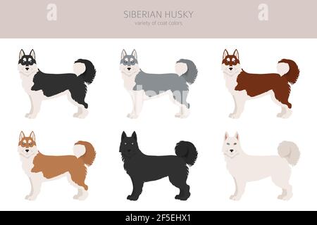 Sibirische Husky Posen, Fellfarben gesetzt. Vektorgrafik Stock Vektor