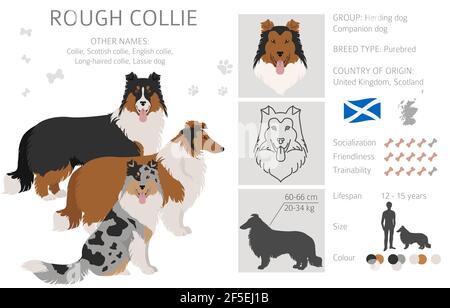 Rauer Collie Clipart. Verschiedene Posen, Fellfarben gesetzt. Vektorgrafik Stock Vektor