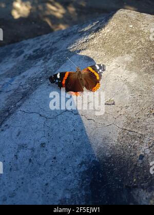 Bunte Schmetterling auf Betonboden städtischen Straße Stockfoto