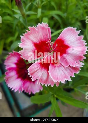 Schöne Сhinese Nelkenblume im Gewächshaus Nahaufnahme Dianthus caryophyllus Anlagenhintergrund Stockfoto