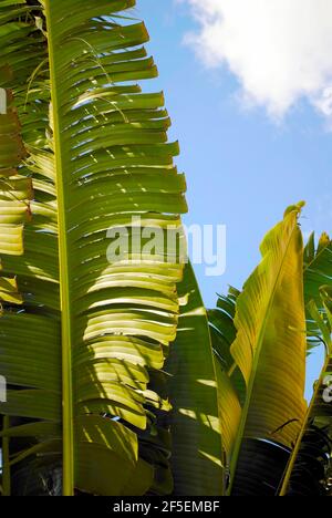 Reisende Palm lateinischer Name Ravenala madagascariensis Stockfoto