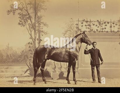 Fazan Etalon pur sang russe, Exposition Universelle de 1867, offert à l'Empereur Napoleon par l'Empereur de Russie. Louis-Jean Delton (Französisch, 1807 - 1891) Stockfoto