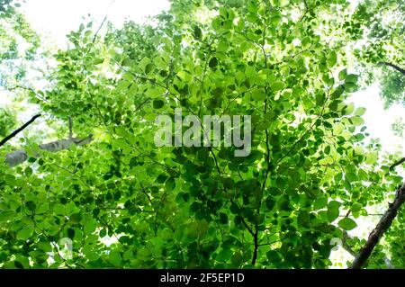 Grüner Frühling Baum Blätter in sauberen Umgebung, natürlichen Hintergrund Stockfoto