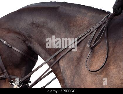 Abstrakte Kunst des Pferdes i9n volle Galopp im Wettbewerb Stockfoto