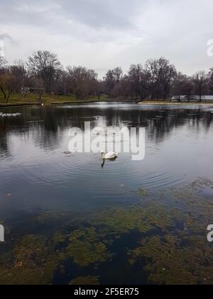 Ein einsame Schwan schwimmt auf dem See Natur Hintergrund Stockfoto