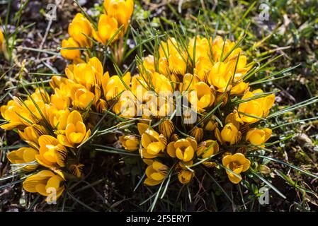 Schöner Frühlingshintergrund mit Nahaufnahme einer Gruppe von blühenden gelben Krokusblüten auf einer Wiese: Hübsche Gruppe von Gelb und unter der hellen Sonne in Stockfoto