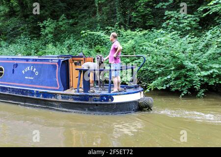 Ein Mann mit einem sehr großen Doggen auf einem Lastkahn oder einem schmalen Boot auf dem Shropshire Union Kanal, Gnosall, Staffordshire, England, Großbritannien Stockfoto