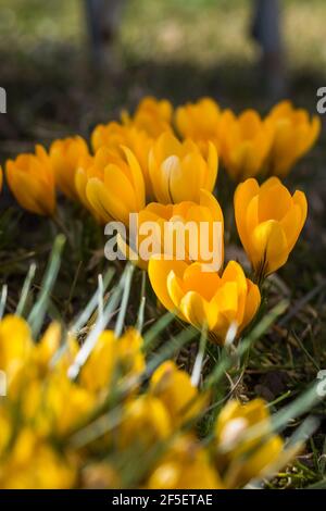 Wilde gelbe Krokusse blühen in ihrer natürlichen Umgebung im Wald. Crocus heuffelianus. Makrofotografie Stockfoto
