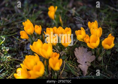 Wilde gelbe Krokusse blühen in ihrer natürlichen Umgebung im Wald. Crocus heuffelianus.Makrofotografie Stockfoto