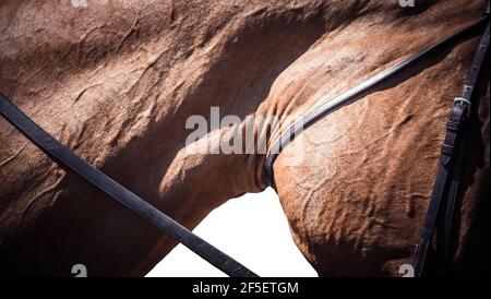 Abstrakte Kunst des Pferdes i9n volle Galopp im Wettbewerb Stockfoto